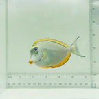 Blonde Naso Tang