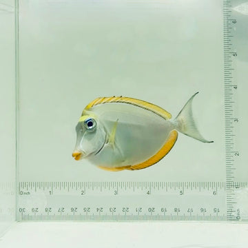 Blonde Naso Tang
