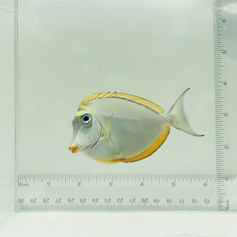 Blonde Naso Tang