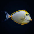 Blonde Naso Tang - Male