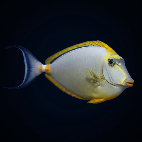 Blonde Naso Tang - Male