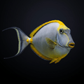 Blonde Naso Tang - Male - Red Sea