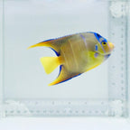 Blue Angelfish