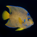 Blue Angelfish - Adult