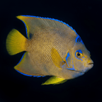 Blue Angelfish - Adult