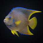 Blue Angelfish - Adult