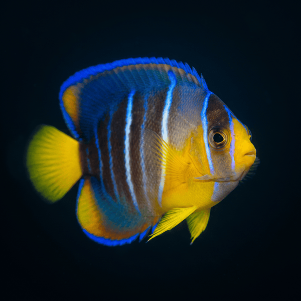 Blue Angelfish - Juvenile