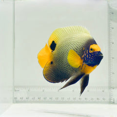 Blue Face Angelfish