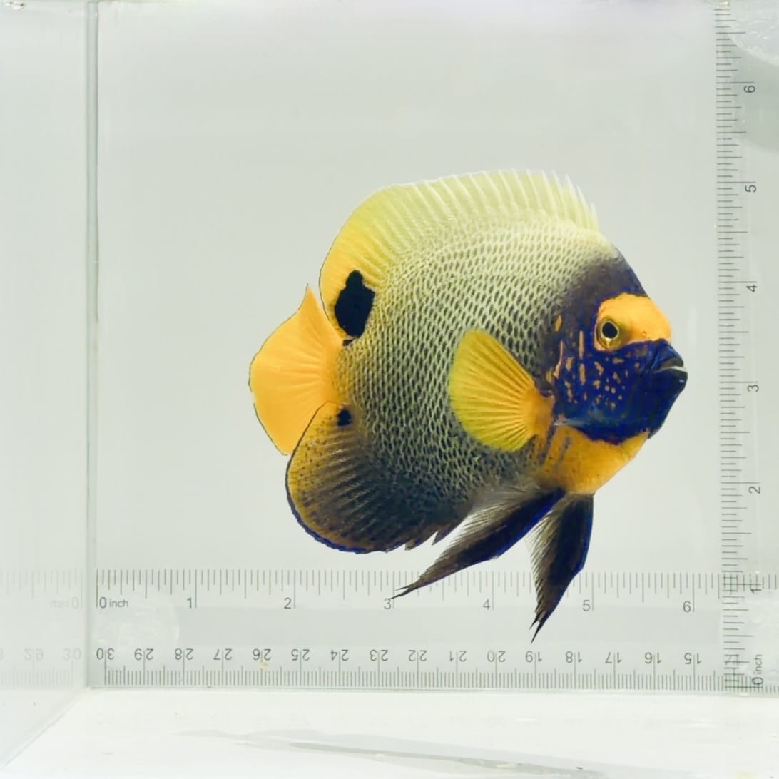 Blue Face Angelfish