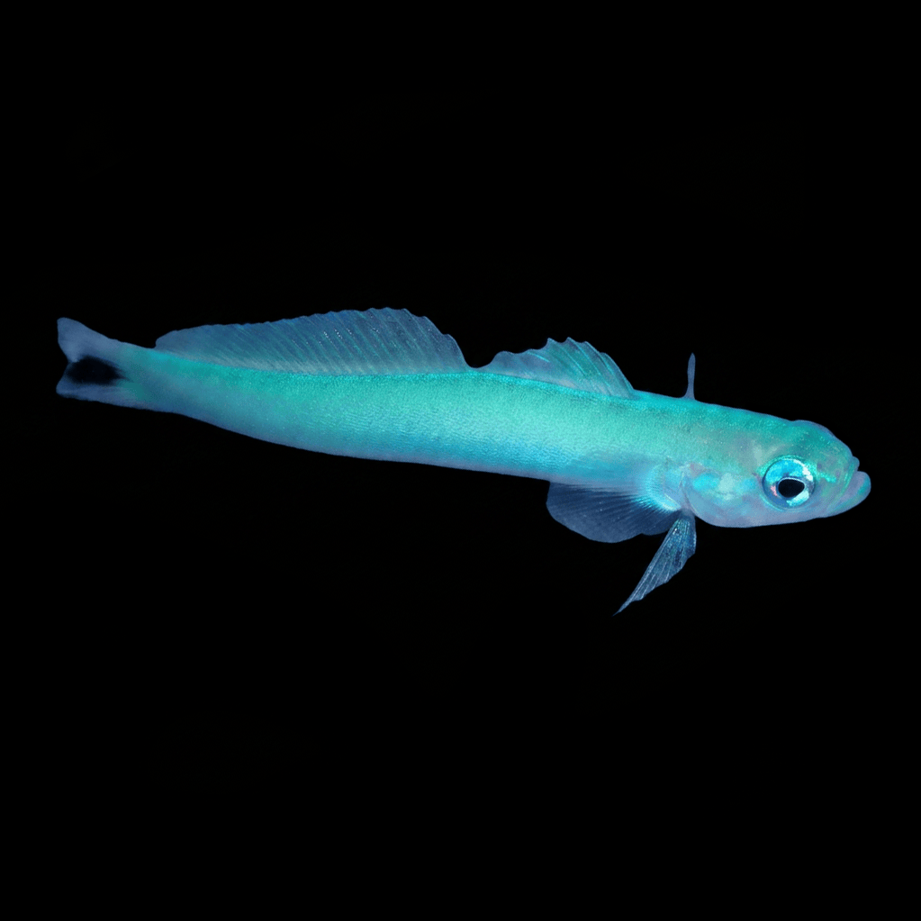 Blue Gudgeon Dartfish - Ptereleotris heteroptera