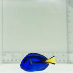 Blue Hippo Tang