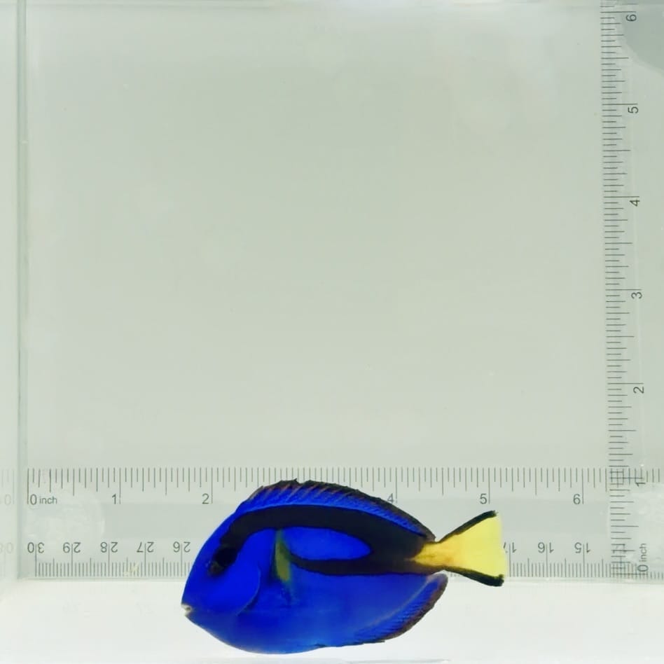 Blue Hippo Tang