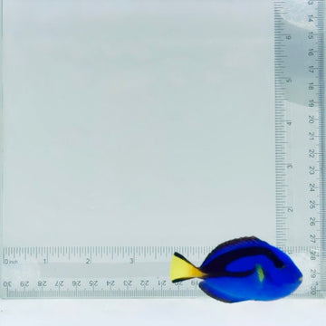 Blue Hippo Tang