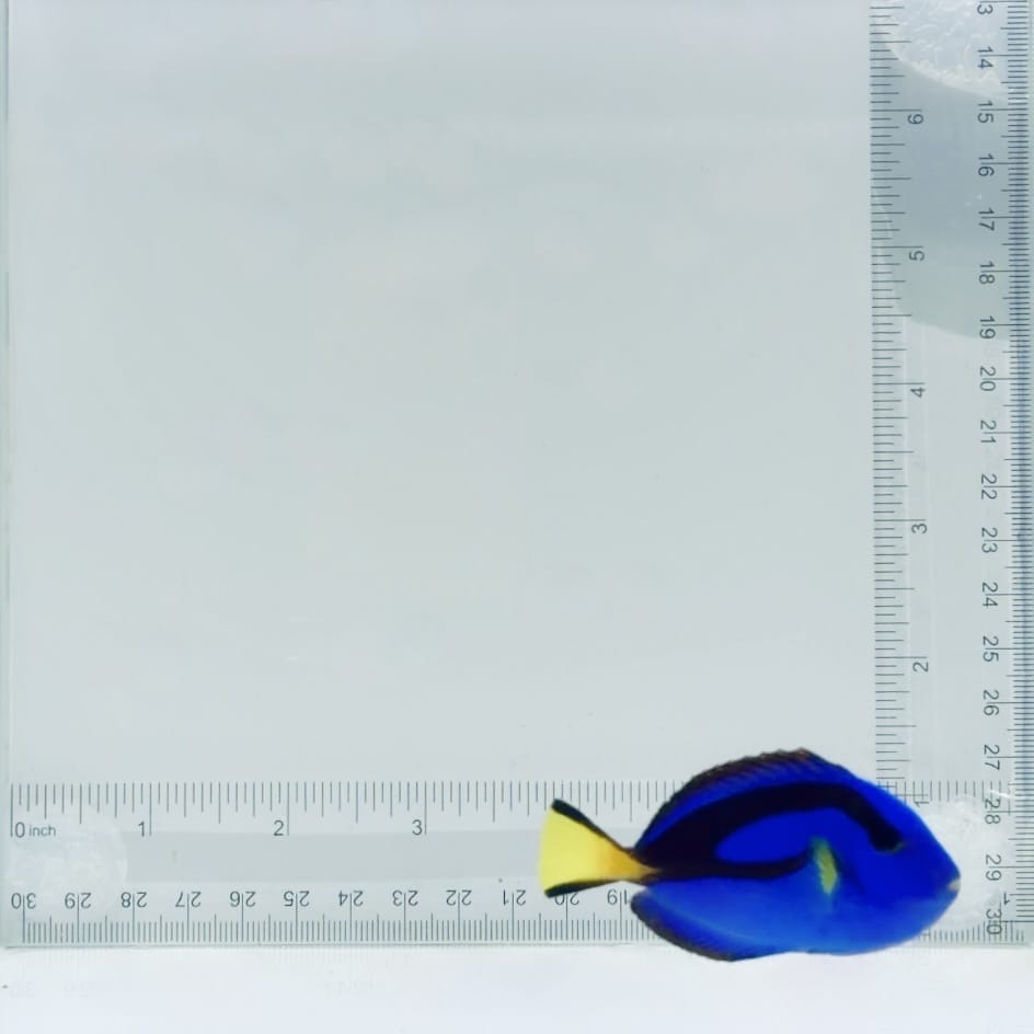Blue Hippo Tang