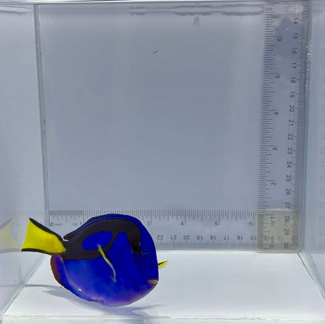 Blue Hippo Tang — Paracanthurus hepatus