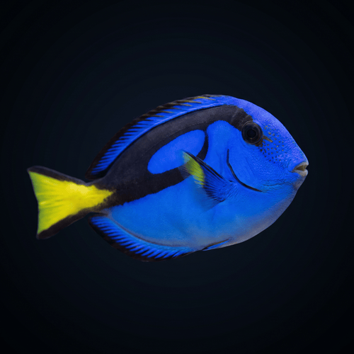 Blue Hippo Tang - Tank Raised