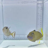 Blue Jaw(Throat) Trigger Fish