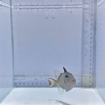 Blue Jaw(Throat) Trigger Fish Female
