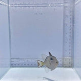 Blue Jaw(Throat) Trigger Fish Female
