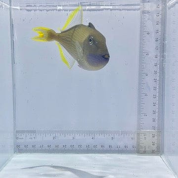 Blue Jaw(Throat) Trigger Fish Male