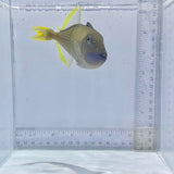 Blue Jaw(Throat) Trigger Fish Male