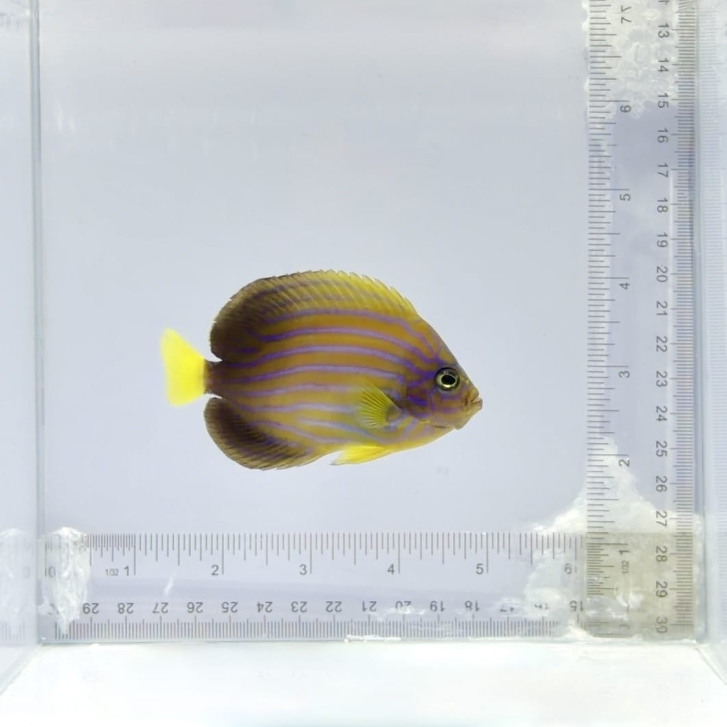 Blue Line Angelfish