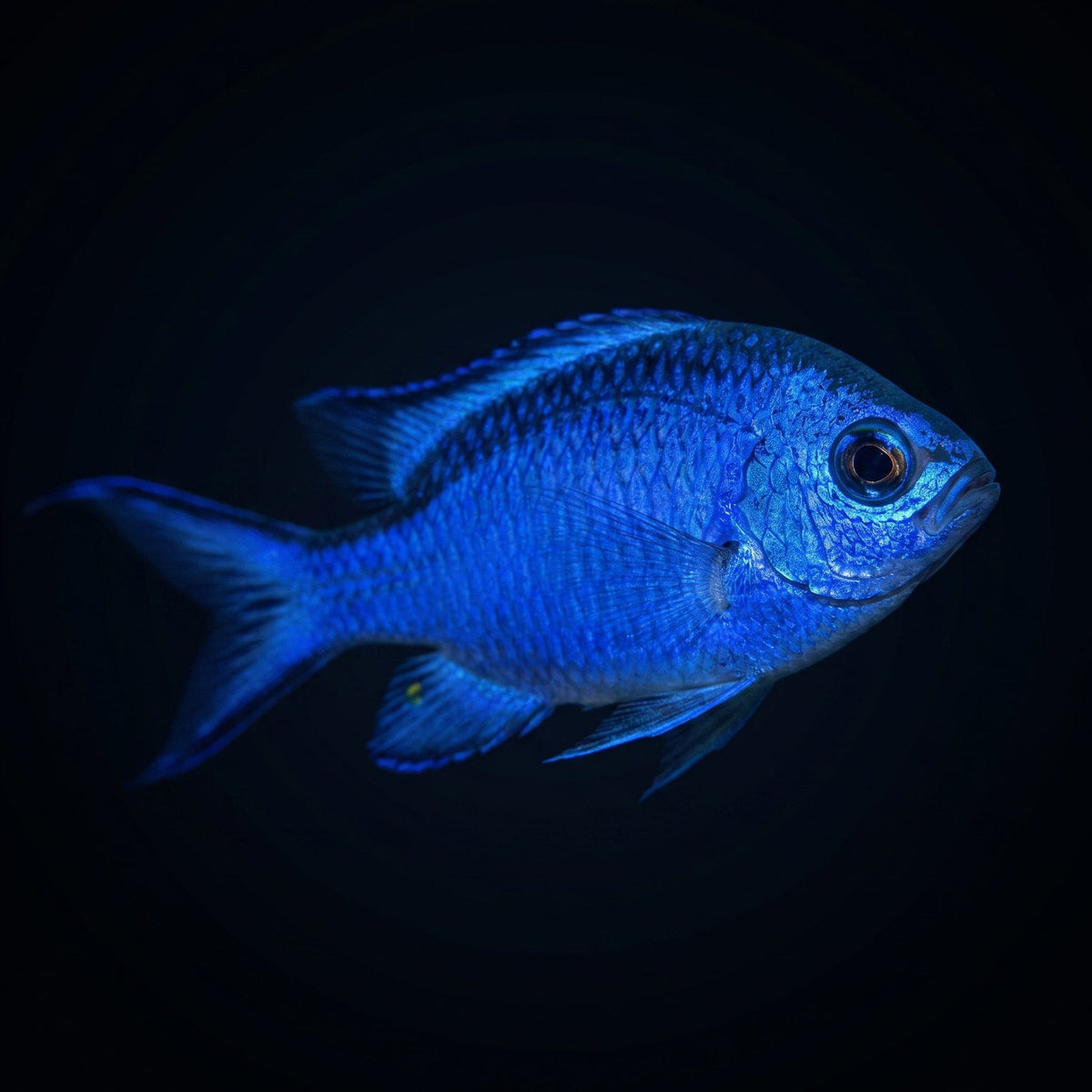Blue Reef Chromis