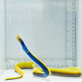 Blue Ribbon Eel