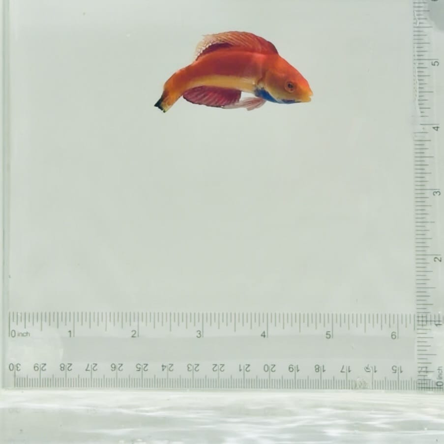 Blue Throat Fairy Wrasse