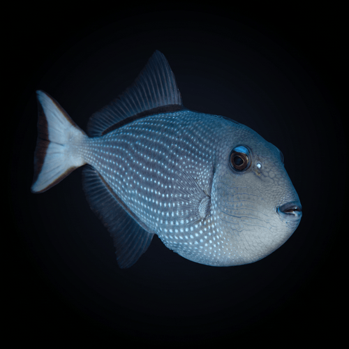 Blue Throat Triggerfish - Female