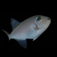 Blue Throat Triggerfish - Female - Xanthichthys auromarginatus