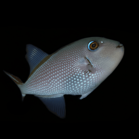 Blue Throat Triggerfish - Female - Xanthichthys auromarginatus