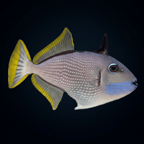 Blue Throat Triggerfish - Male