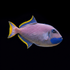 Blue Throat Triggerfish - Male - Xanthichthys auromarginatus