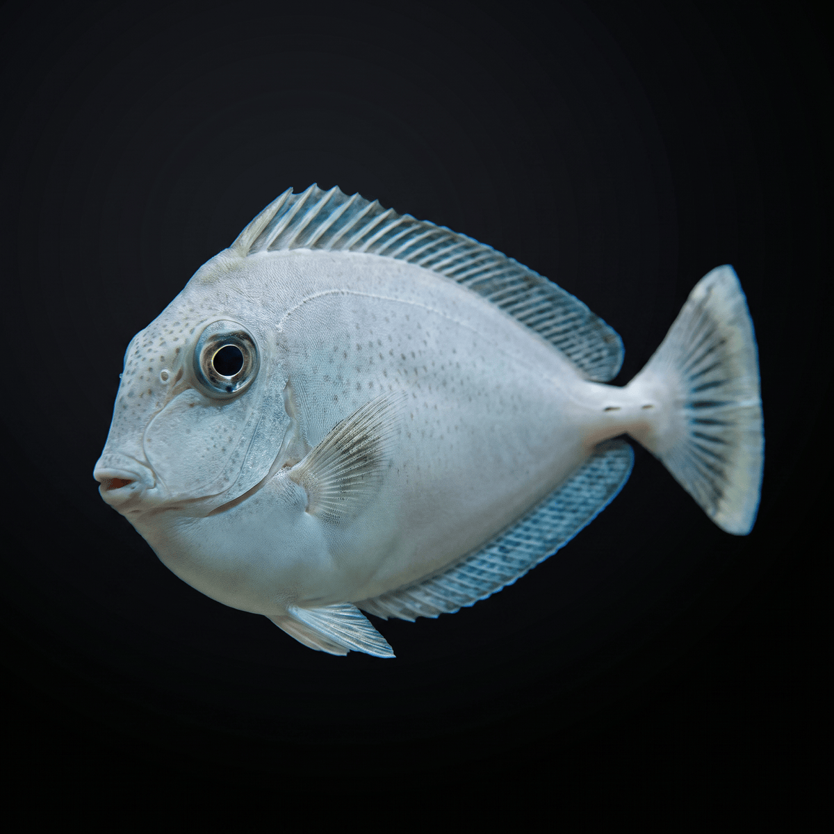 Blue Unicorn Tang