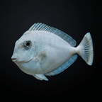 Blue Unicorn Tang