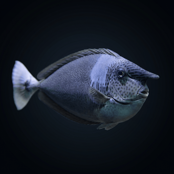 Blue Unicorn Tang