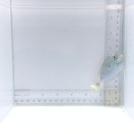 Blue Unicorn Tang — Naso brevirostris