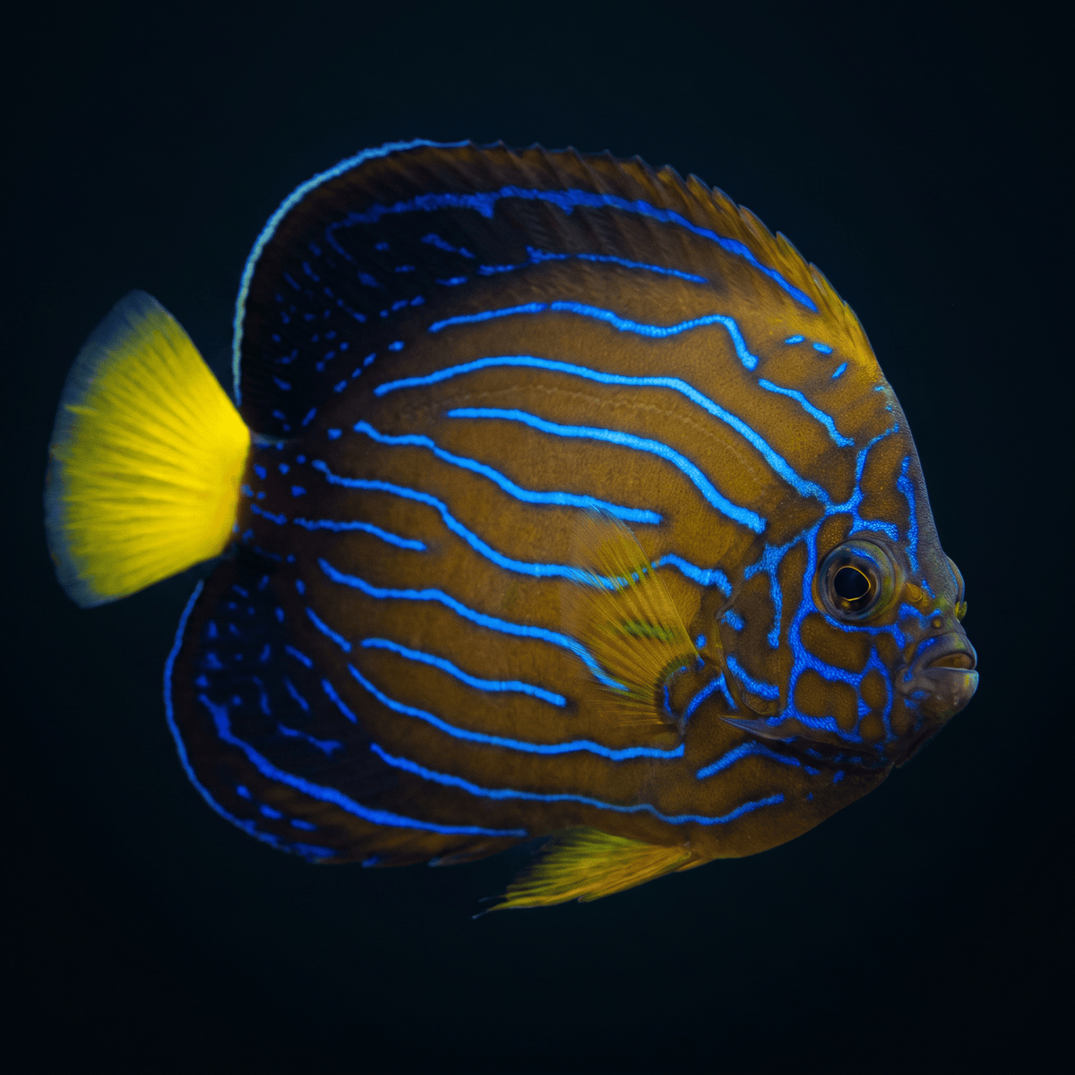 Blueline Angelfish