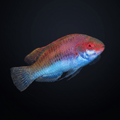 Blueside Fairy Wrasse - Female