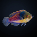 Blueside Fairy Wrasse - Male