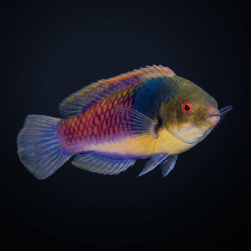 Blueside Fairy Wrasse - Male