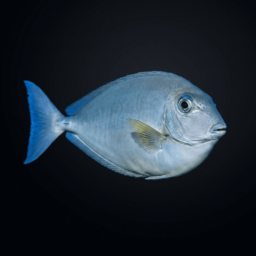 Bluetail Unicornfish