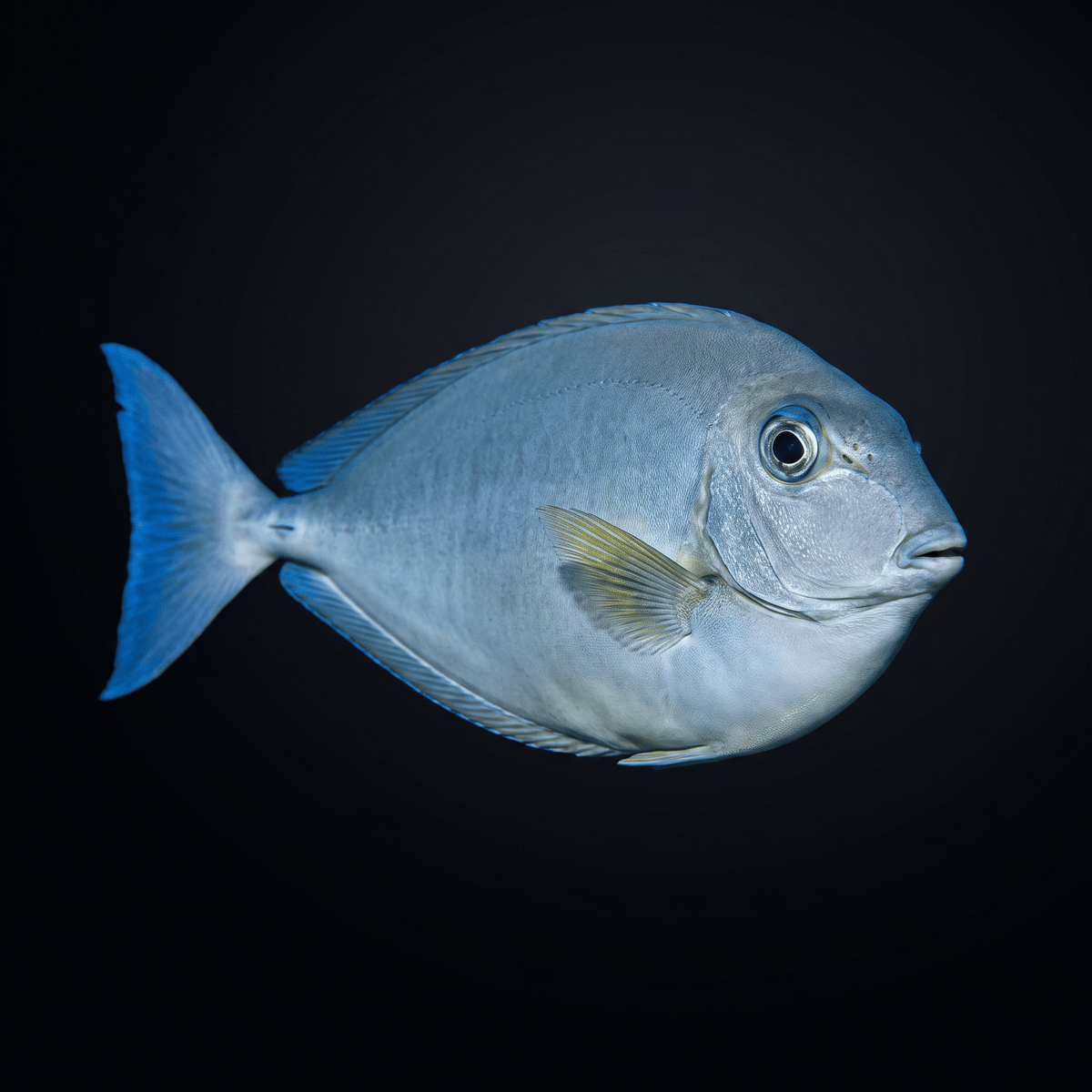 Bluetail Unicornfish