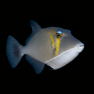 Boomerang Triggerfish