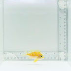 Borbonius (Blotchy) Anthias