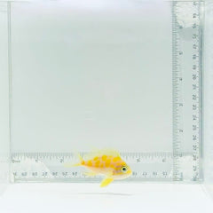 Borbonius (Blotchy) Anthias