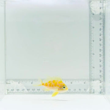 Borbonius (Blotchy) Anthias