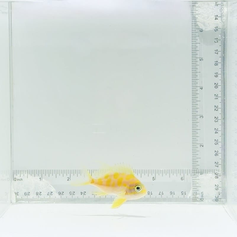 Borbonius (Blotchy) Anthias