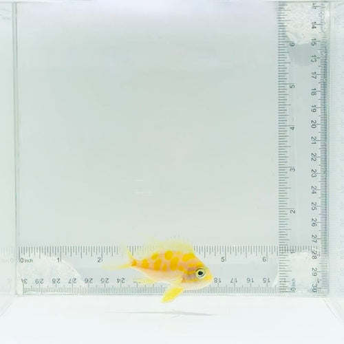 Borbonius (Blotchy) Anthias